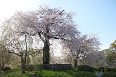 円山公園のしだれ桜