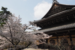 南禅寺　桜1