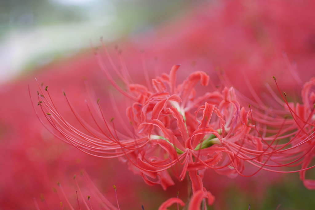 曼珠沙華10