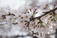 桜2