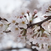 桜2