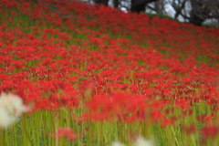 曼珠沙華⑤