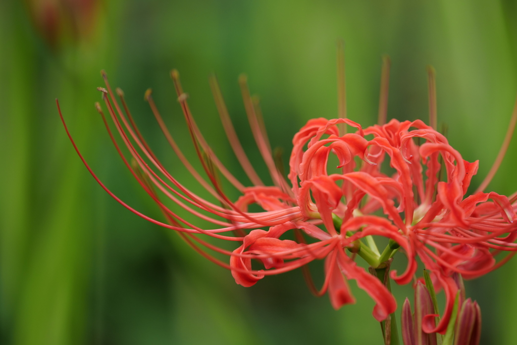 曼珠沙華3