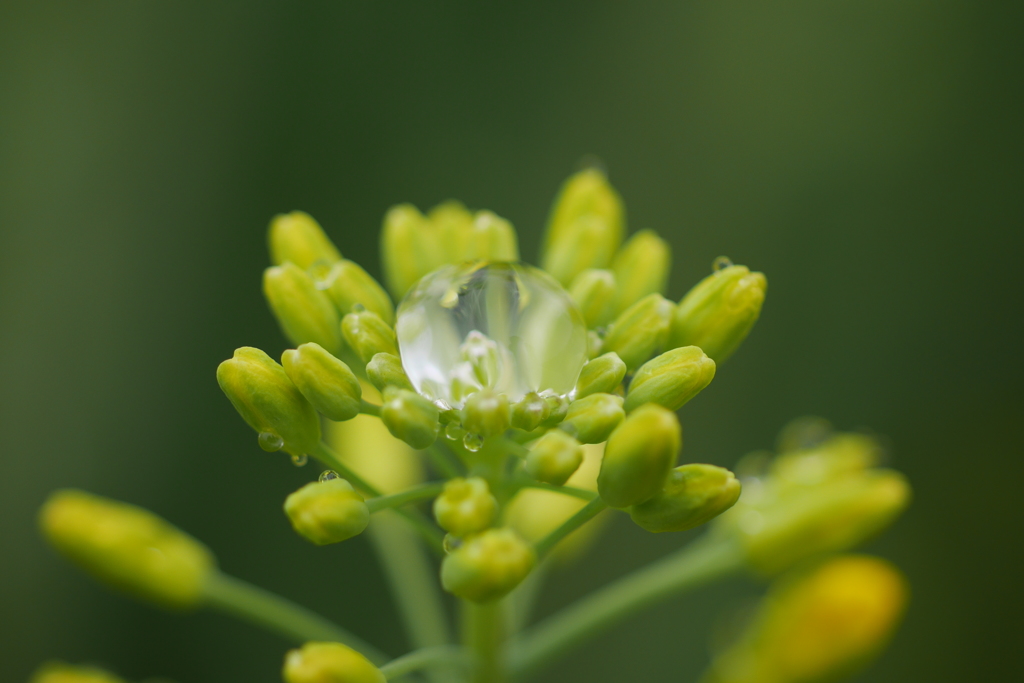 菜の花2