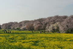 権現堂　桜2