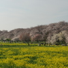 権現堂　桜2