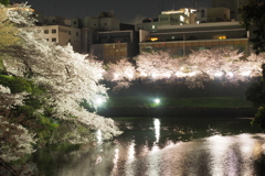 千鳥ヶ淵夜桜3