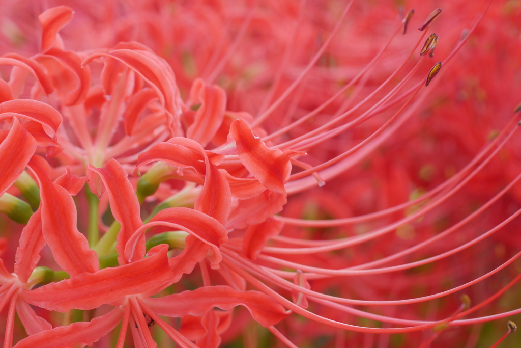 曼珠沙華15