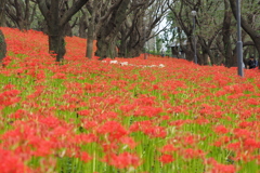 曼珠沙華⑧