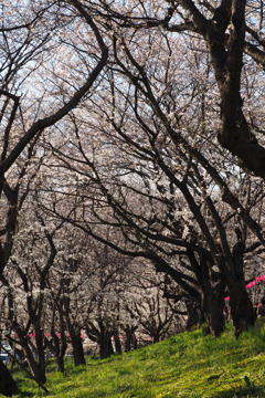 権現堂桜1