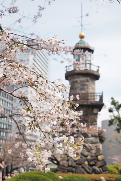 千鳥ヶ淵の桜1