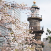 千鳥ヶ淵の桜1