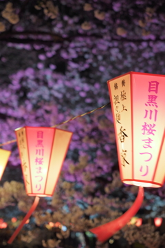 目黒川夜桜7