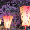 目黒川夜桜7