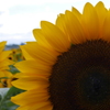 ひまわり14