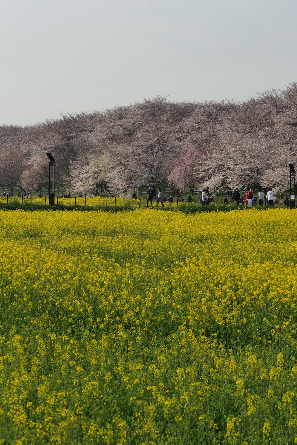 権現堂　桜１