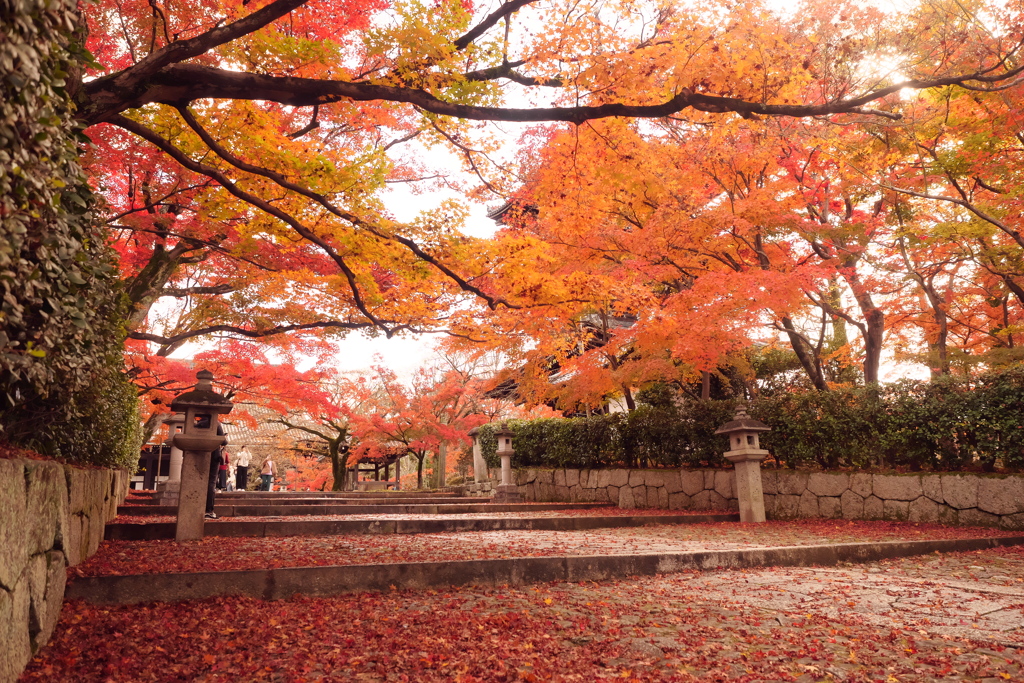 真如堂紅葉２