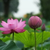 蓮７