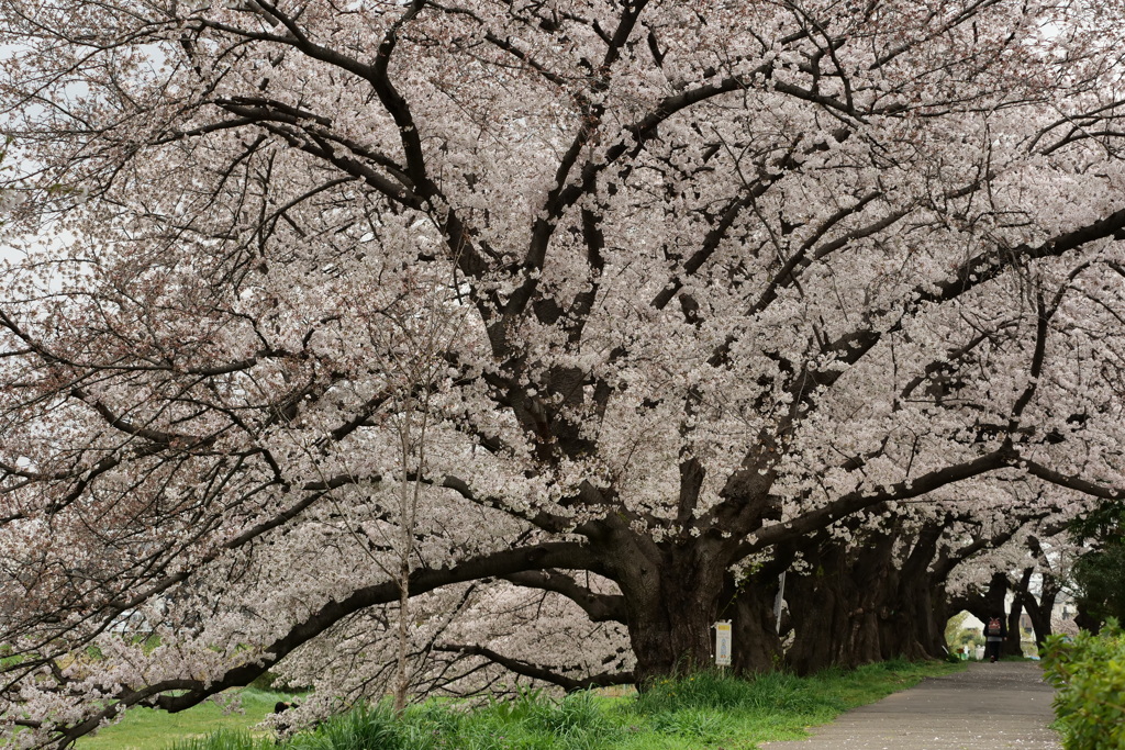 北越谷　桜4