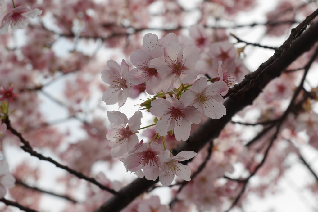 河津桜3