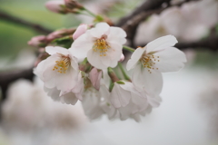 北越谷元荒川堤3