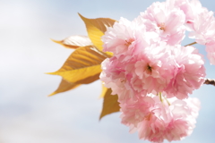 八重桜