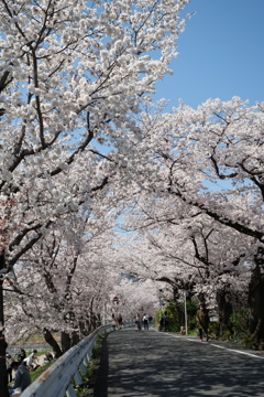 上賀茂の桜３
