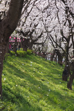 権現堂桜6