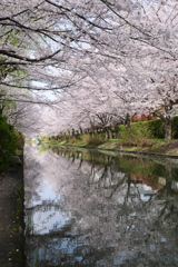 宇治川派流の桜５