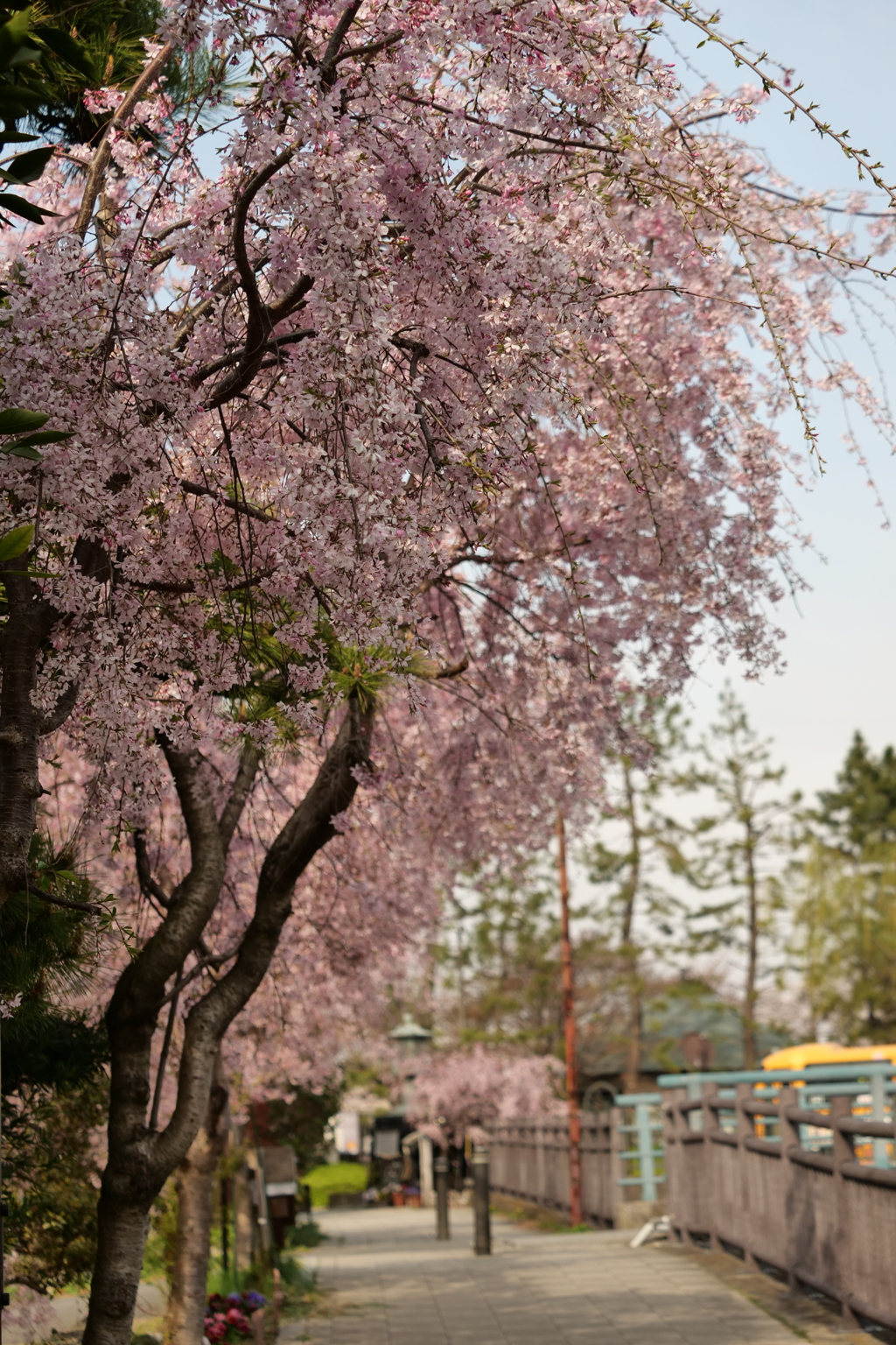 そうか桜1