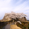 竹田城跡の桜６