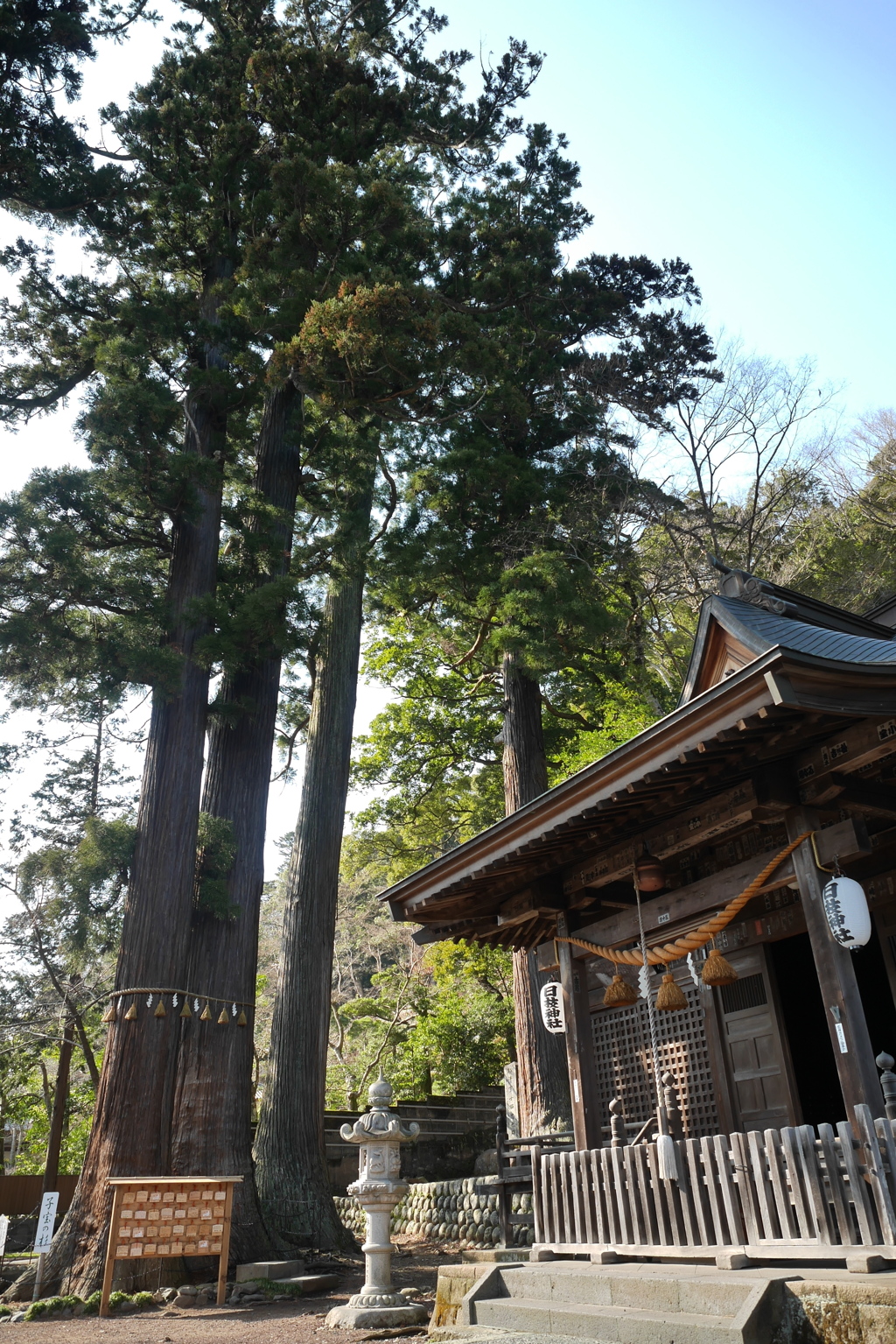 日枝神社　子宝の杉