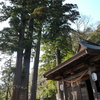 日枝神社　子宝の杉