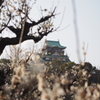 大阪城梅林11