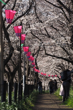 権現堂桜2