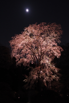 六義園　桜4