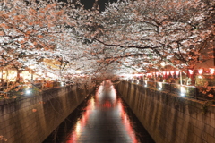 目黒川夜桜8