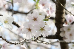 権現堂　桜3