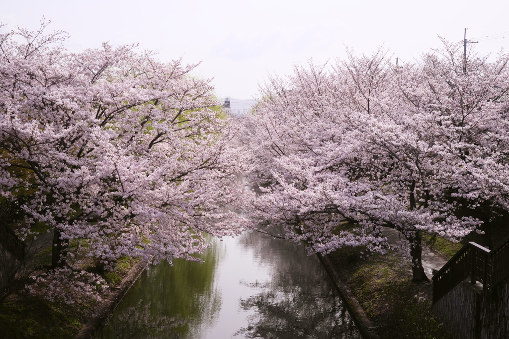 宇治川派流の桜２