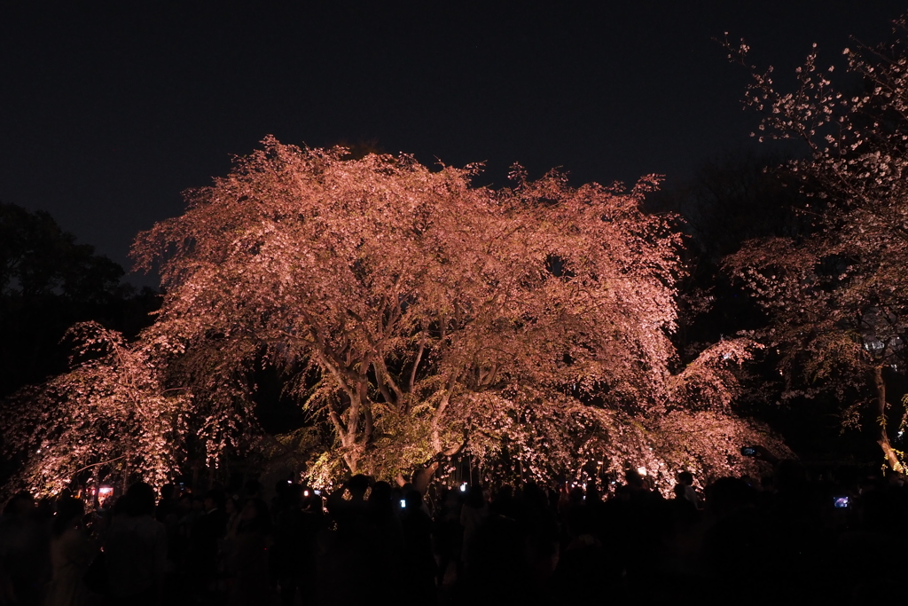 六義園　桜7