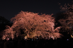 六義園　桜7