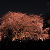 六義園　桜7