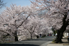 上賀茂の桜２