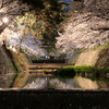 夙川の桜８