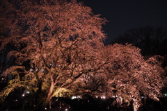 六義園　桜１