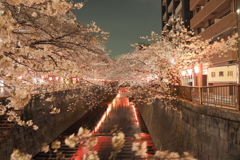 目黒川夜桜1