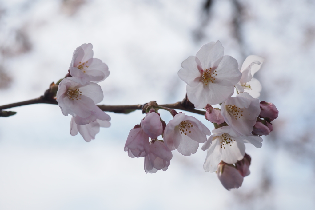 桜7