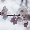 桜7
