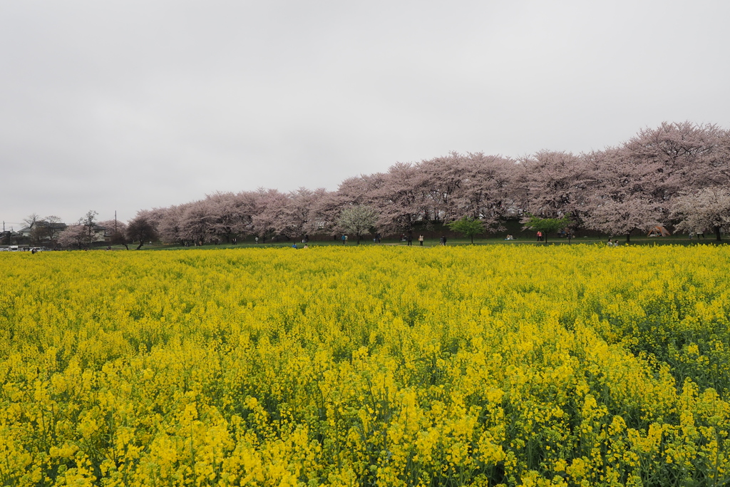 幸手権現堂桜堤2