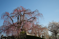 清水寺の桜３